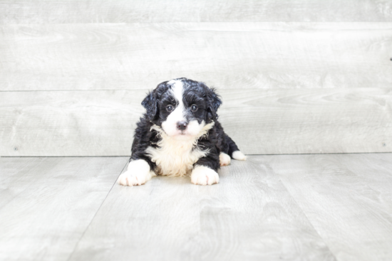 Mini Bernedoodle Pup Being Cute