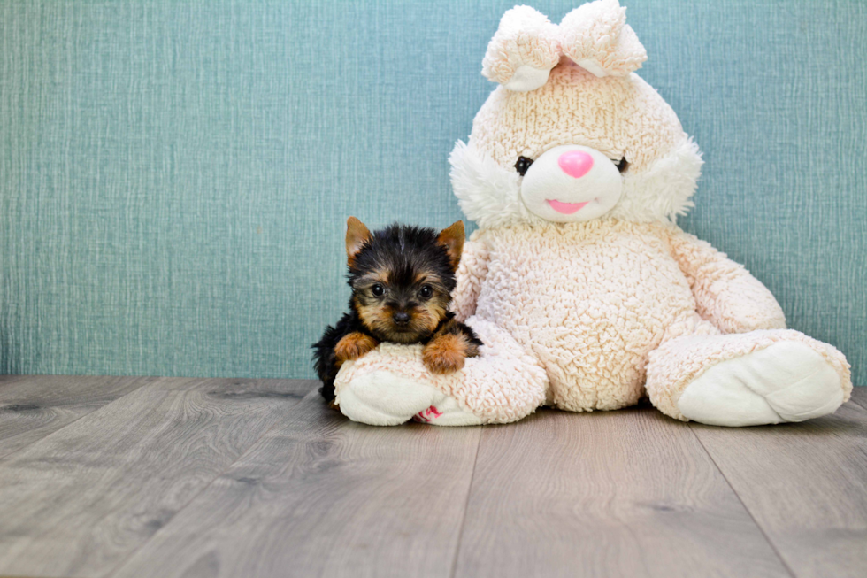 Meet Beckham - our Yorkshire Terrier Puppy Photo 