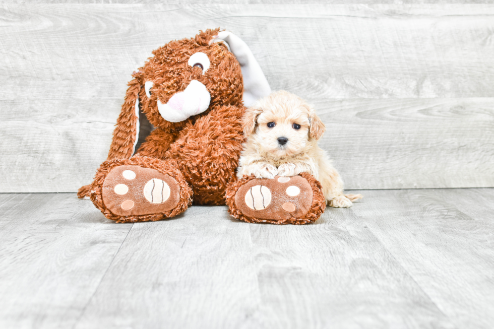 Hypoallergenic Maltese Poodle Poodle Mix Puppy