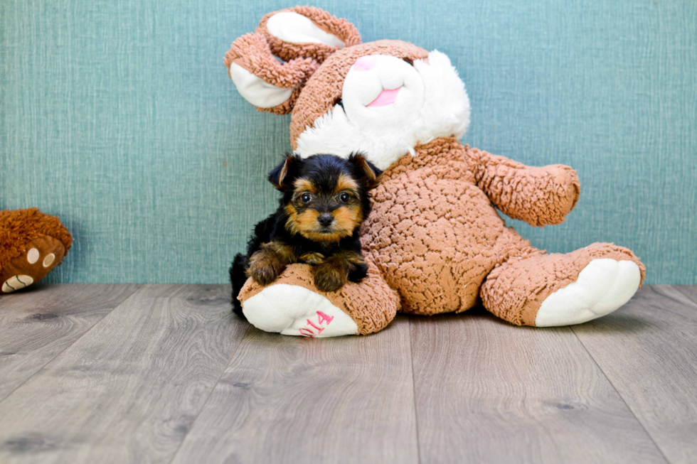 Meet Rascal - our Yorkshire Terrier Puppy Photo 