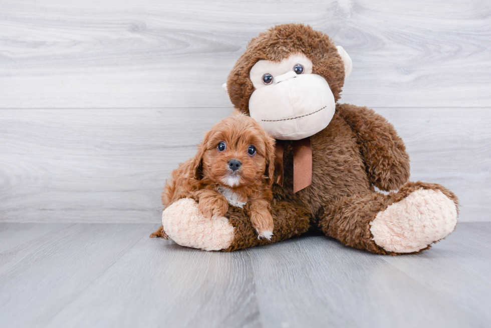 Cavapoo Pup Being Cute