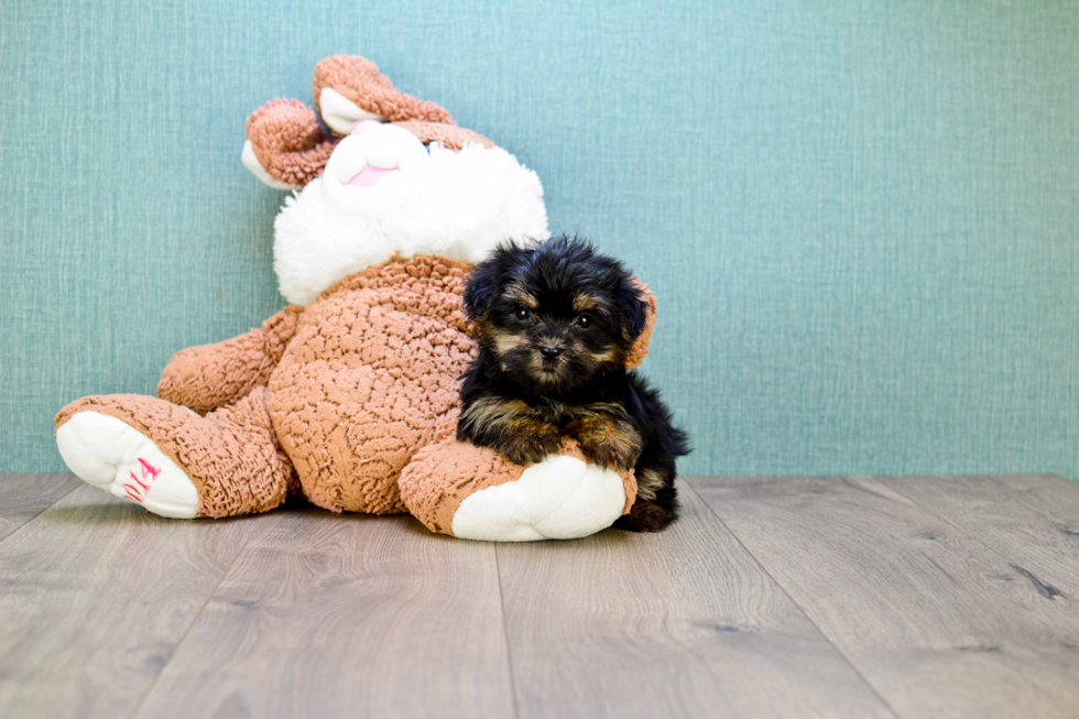 Meet Sasha - our Morkie Puppy Photo 