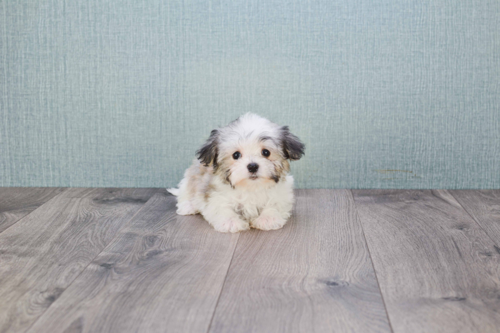 Small Havanese Purebred Pup