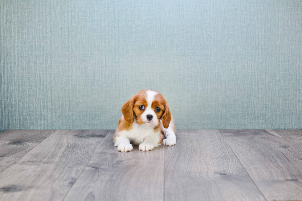 Small Cavalier King Charles Spaniel Baby