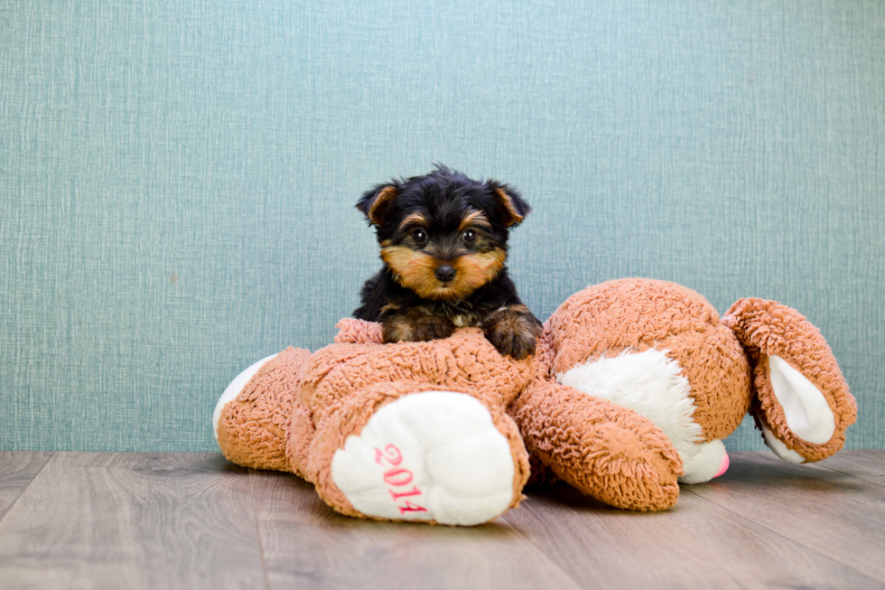 Meet Timmy - our Yorkshire Terrier Puppy Photo 