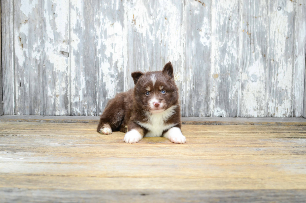 Friendly Pomsky Baby