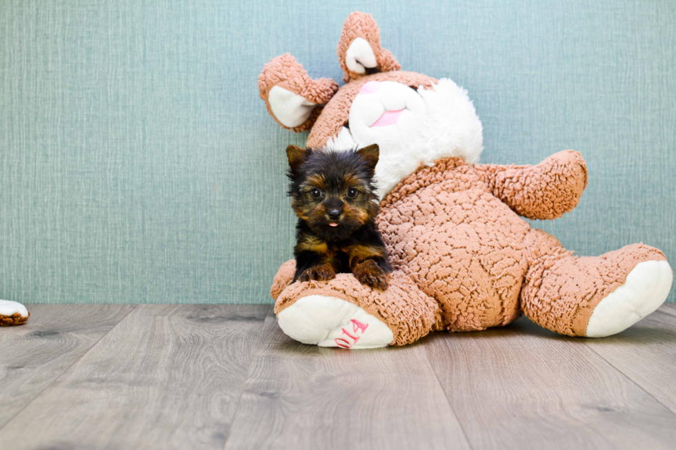 Meet Zoro - our Yorkshire Terrier Puppy Photo 