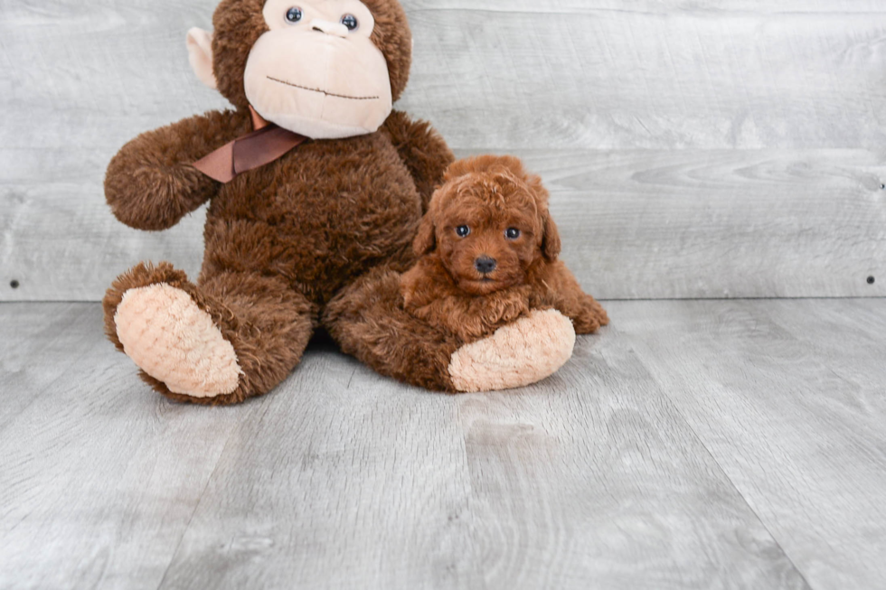 Funny Cavapoo Poodle Mix Pup