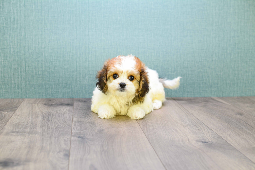 Cavachon Pup Being Cute