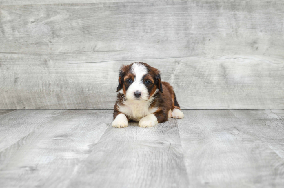 Petite Mini Bernedoodle Poodle Mix Pup