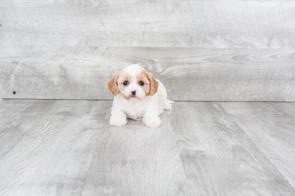 Cavapoo Pup Being Cute