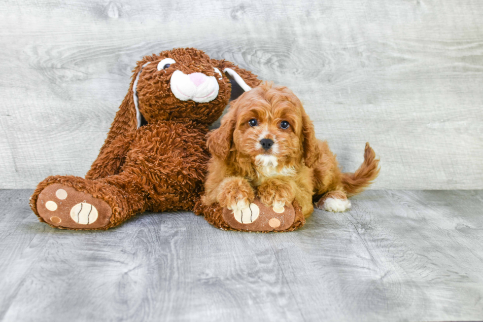 Cavapoo Pup Being Cute