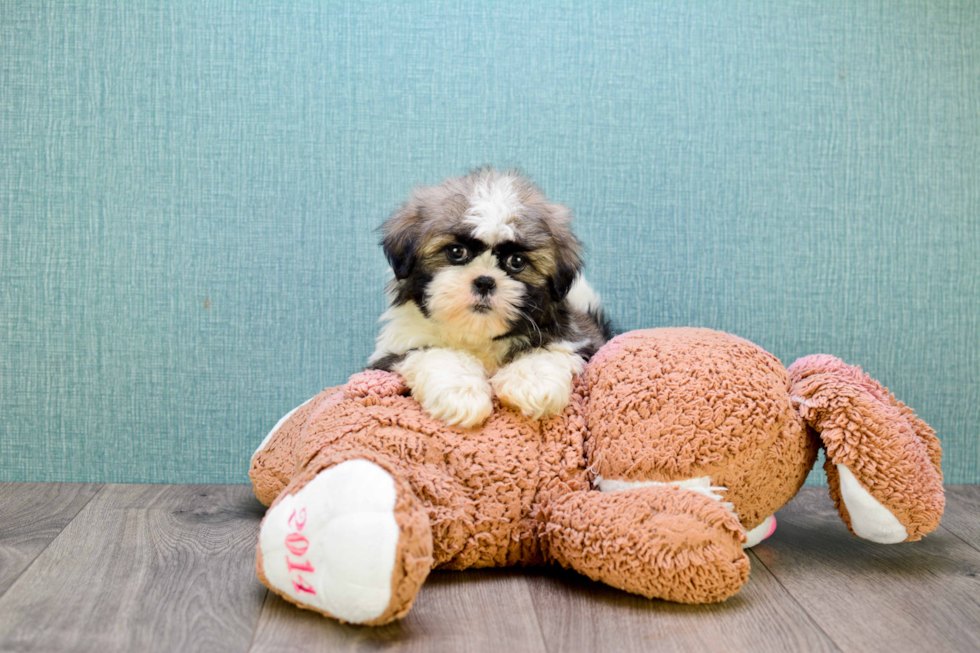 Funny Teddy Bear Designer Pup