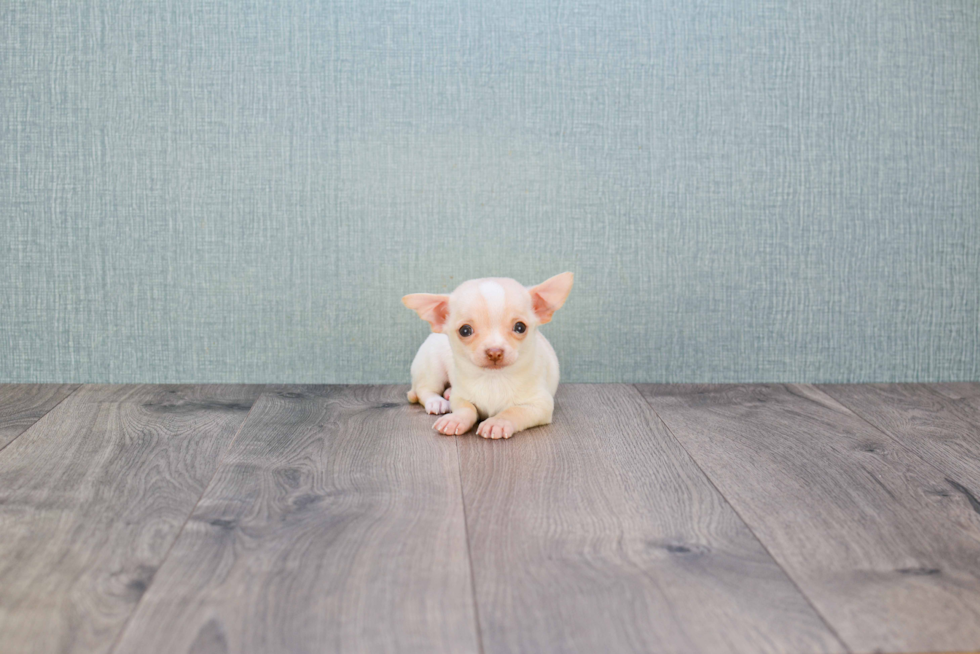 Cute Chihuahua Baby