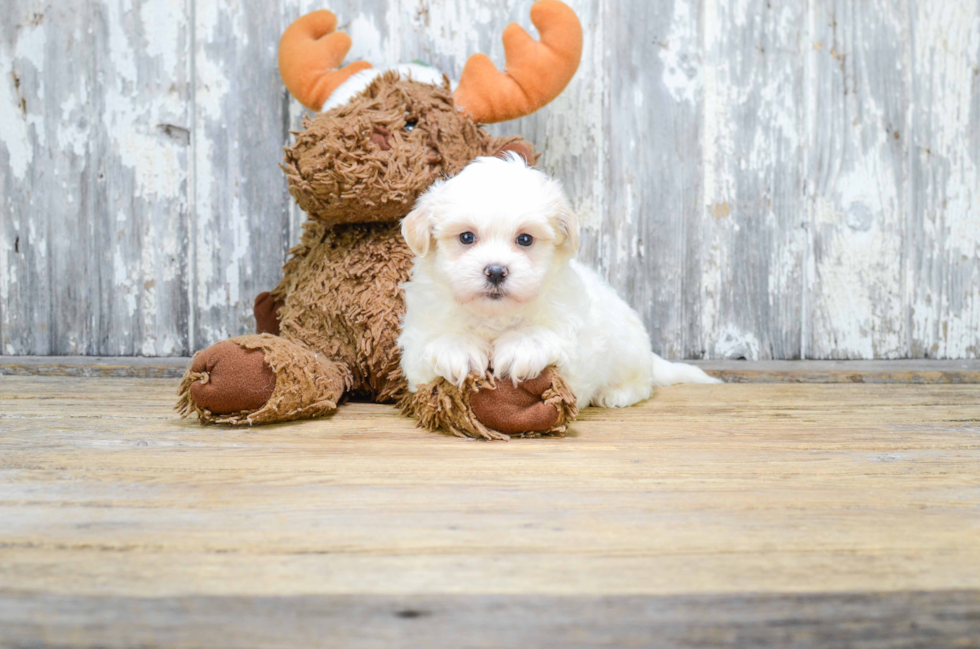 Cute Teddy Bear Baby