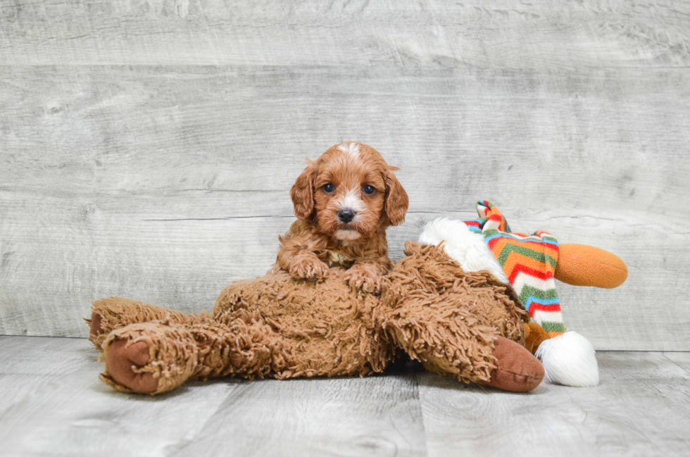 Best Cavapoo Baby