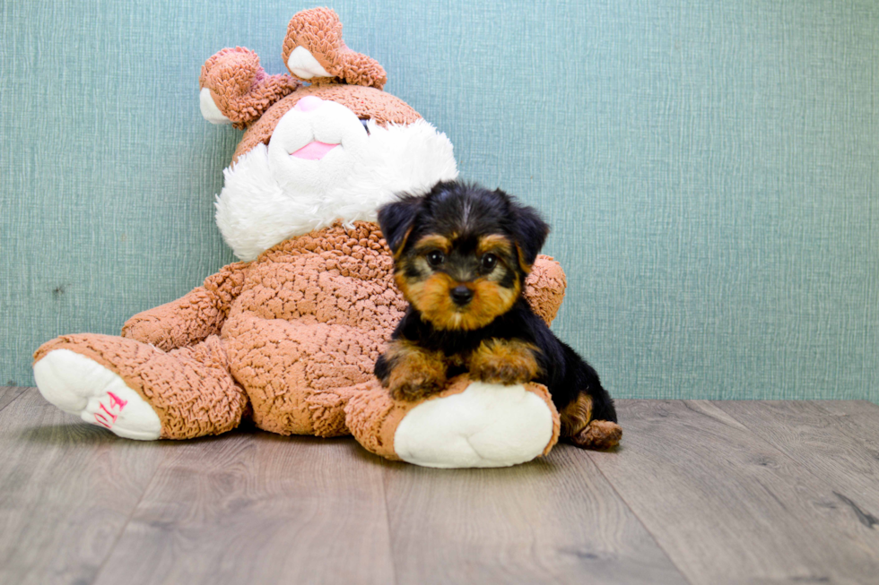 Meet Allen - our Yorkshire Terrier Puppy Photo 