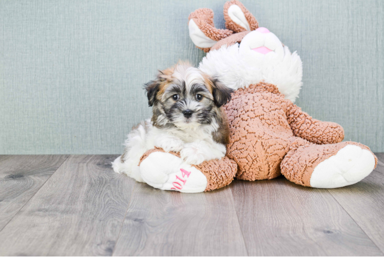 Popular Havanese Baby
