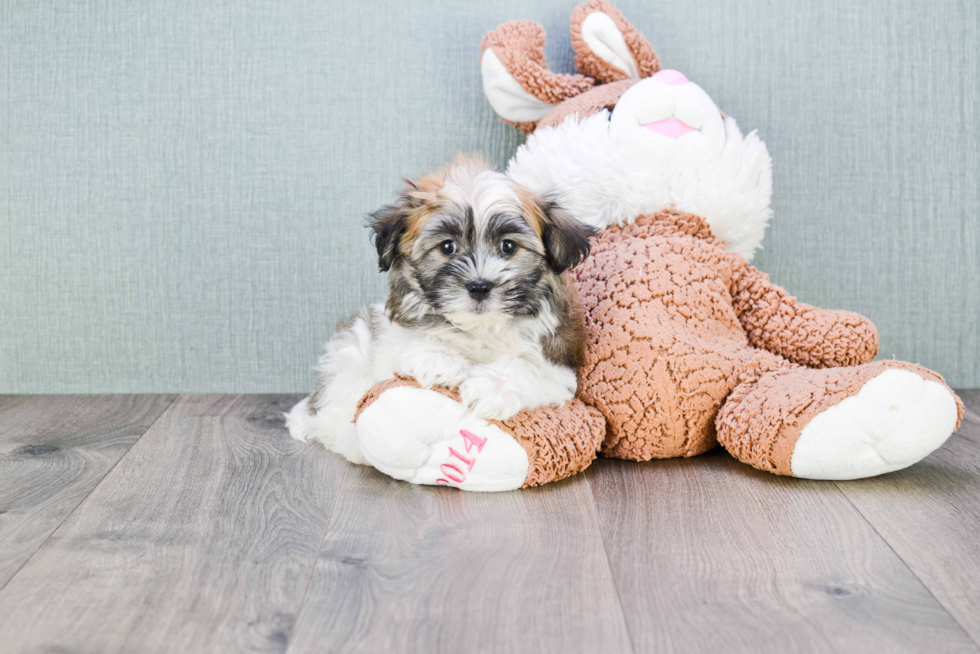 Popular Havanese Baby