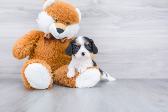 Playful Cavalier King Charles Spaniel Purebred Pup