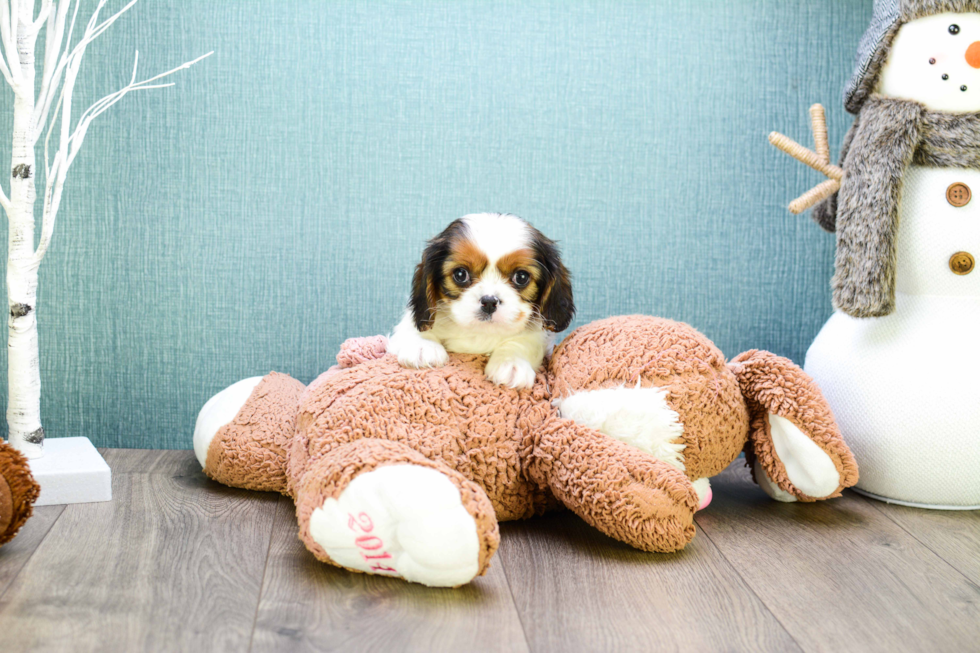 Popular Cavachon Designer Pup