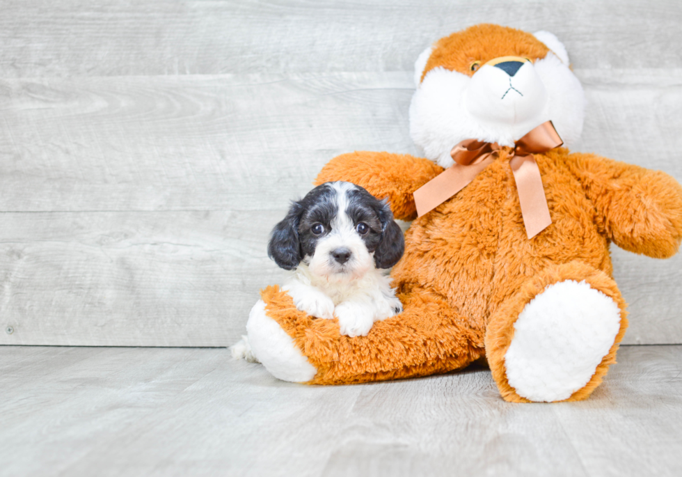 Little Cavoodle Poodle Mix Puppy