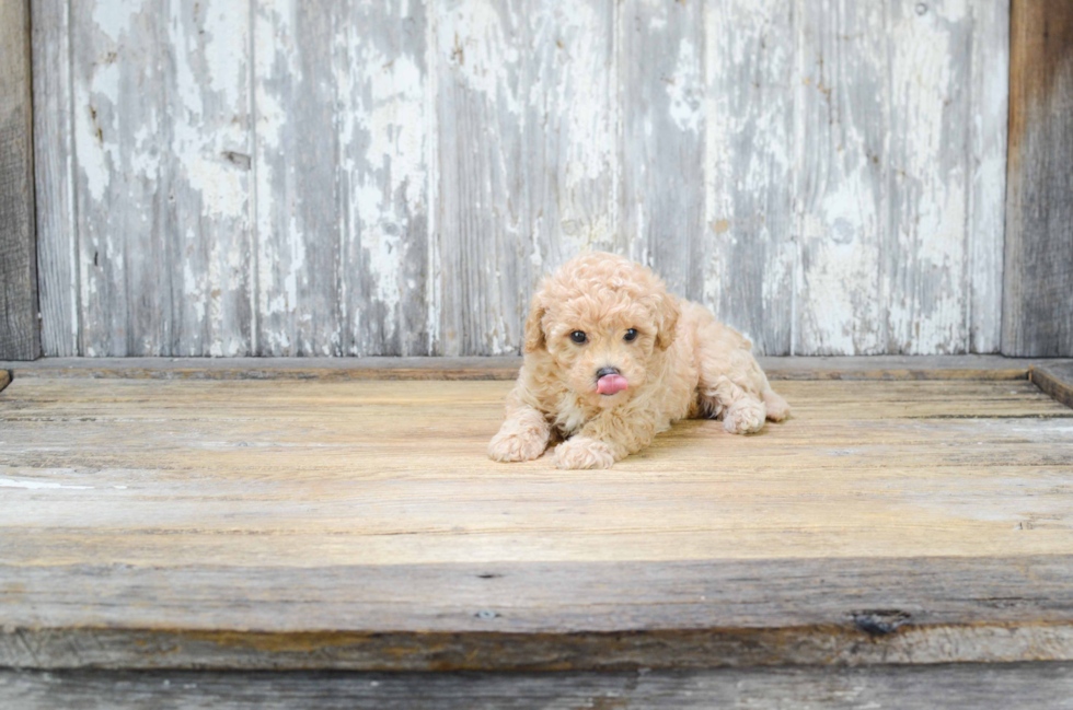 Smart Maltipoo Poodle Mix Pup