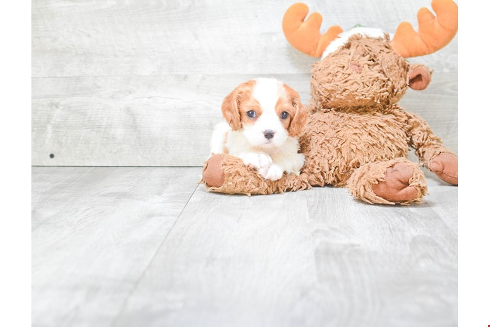 Friendly Cavapoo Baby