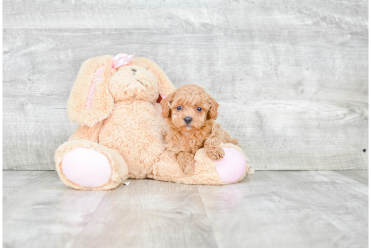 Small Poodle Purebred Pup