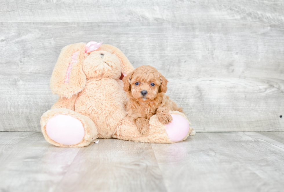 Small Poodle Purebred Pup