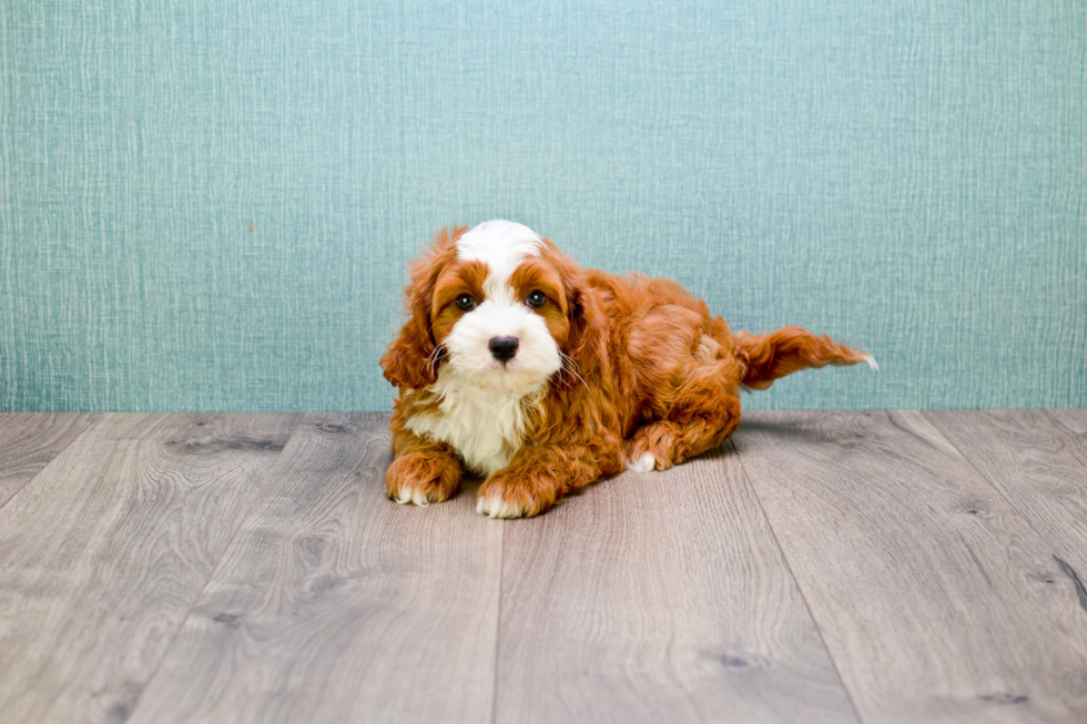 Friendly Cavapoo Baby