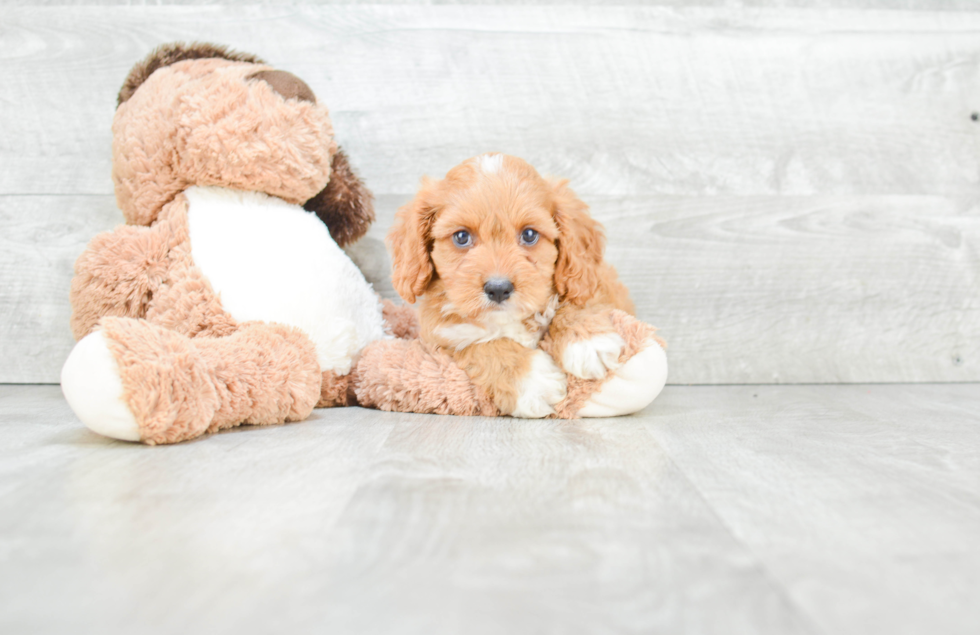 Cavapoo Pup Being Cute