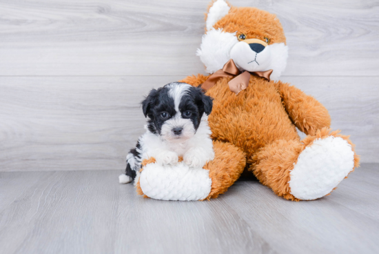 Playful Shichon Designer Puppy