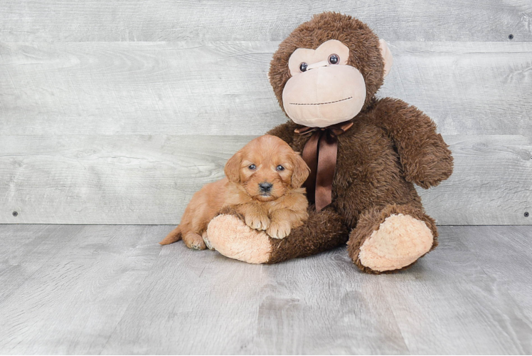 Mini Goldendoodle Pup Being Cute