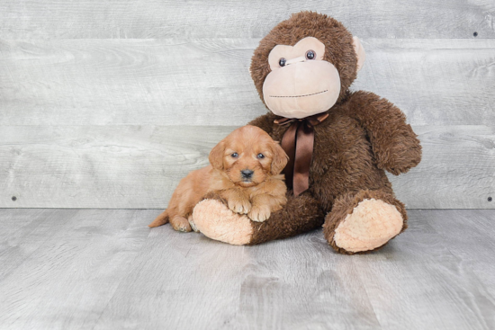 Mini Goldendoodle Pup Being Cute