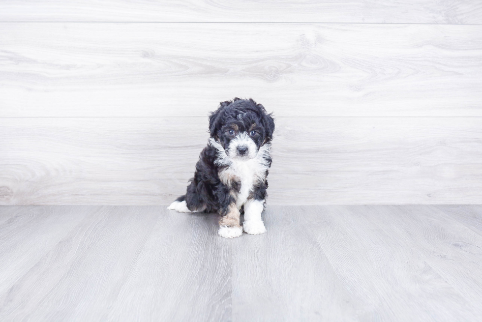 Mini Bernedoodle Puppy for Adoption