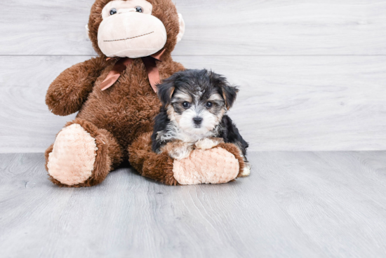 Fluffy Morkie Designer Pup