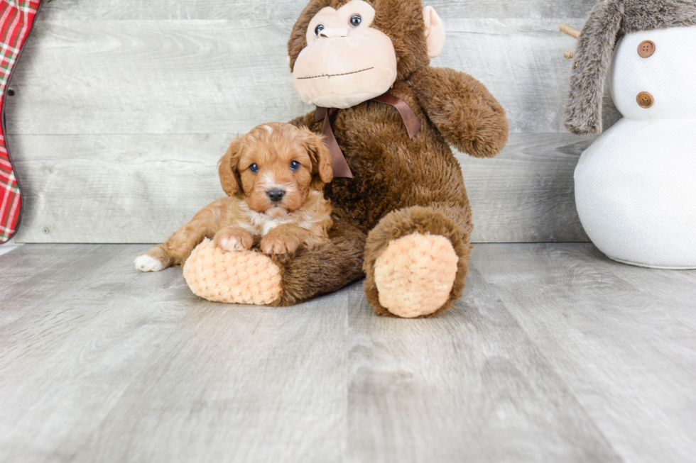 Sweet Cavapoo Baby