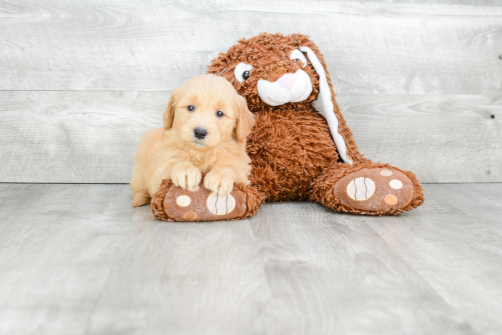 Mini Goldendoodle Pup Being Cute