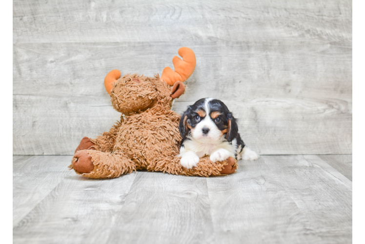 Best Cavalier King Charles Spaniel Baby