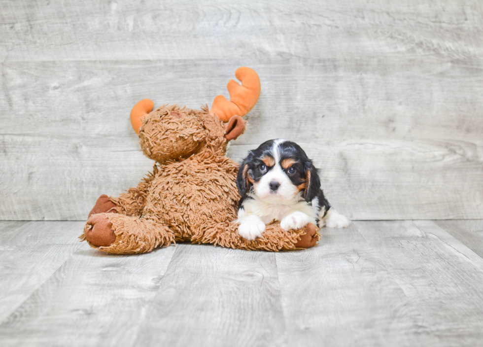 Best Cavalier King Charles Spaniel Baby