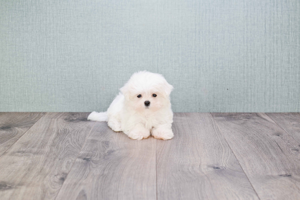 Maltese Puppy for Adoption