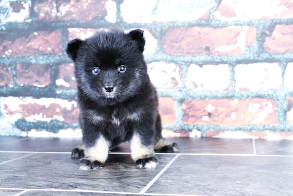 Cute Pomsky Baby