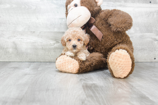 Maltipoo Pup Being Cute