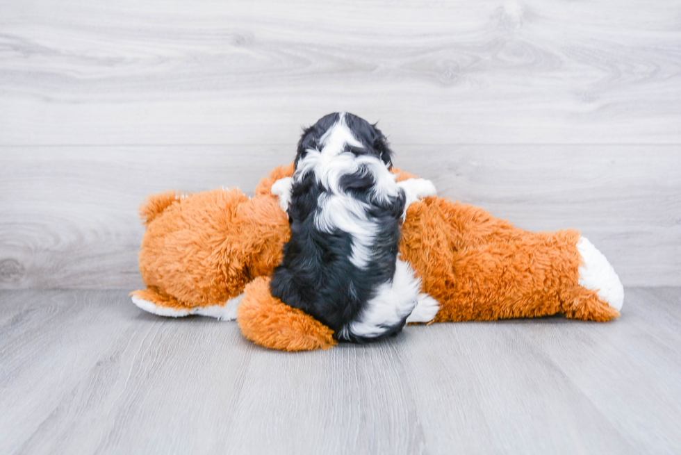 Cavalier King Charles Spaniel Puppy for Adoption