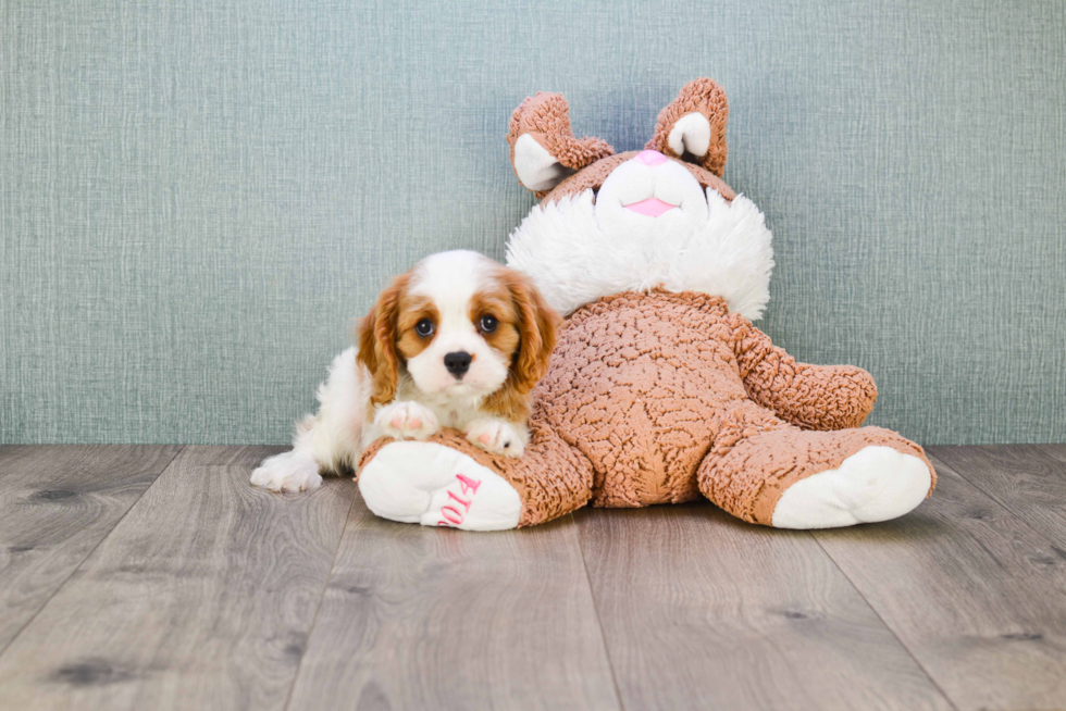 Cavalier King Charles Spaniel Pup Being Cute