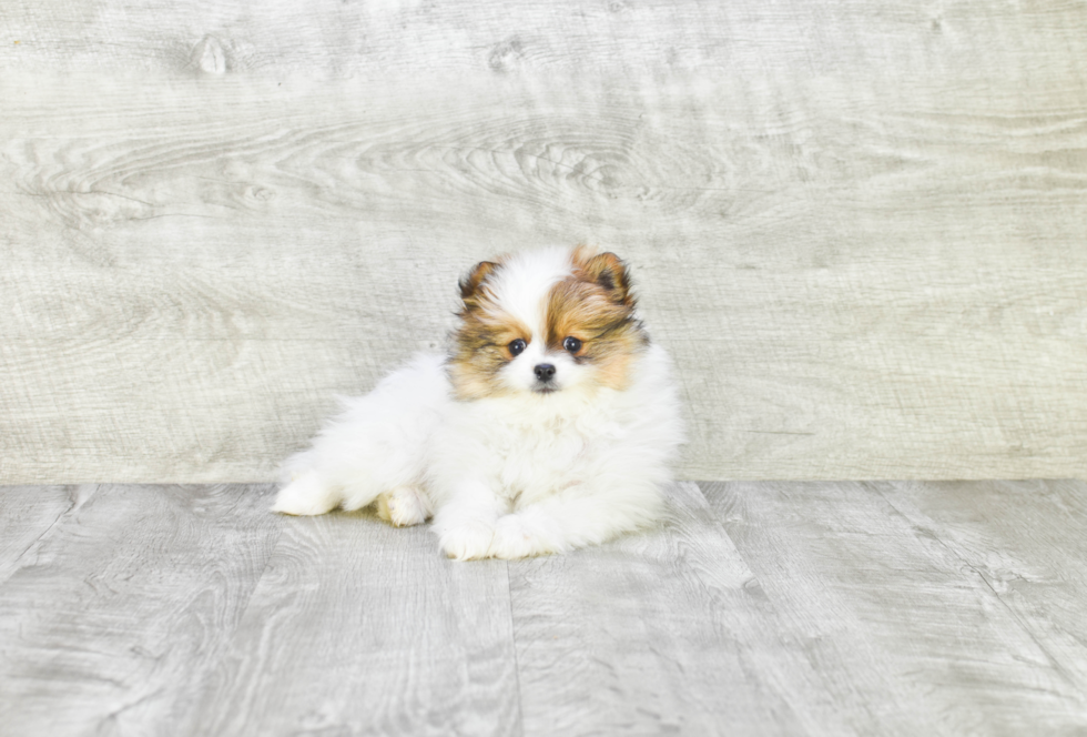 Akc Registered Pomeranian Purebred Pup