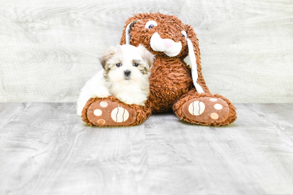 Teddy Bear Pup Being Cute