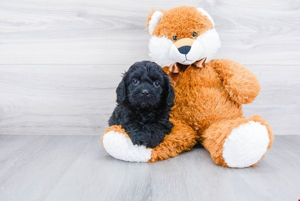 Adorable Cavoodle Poodle Mix Puppy