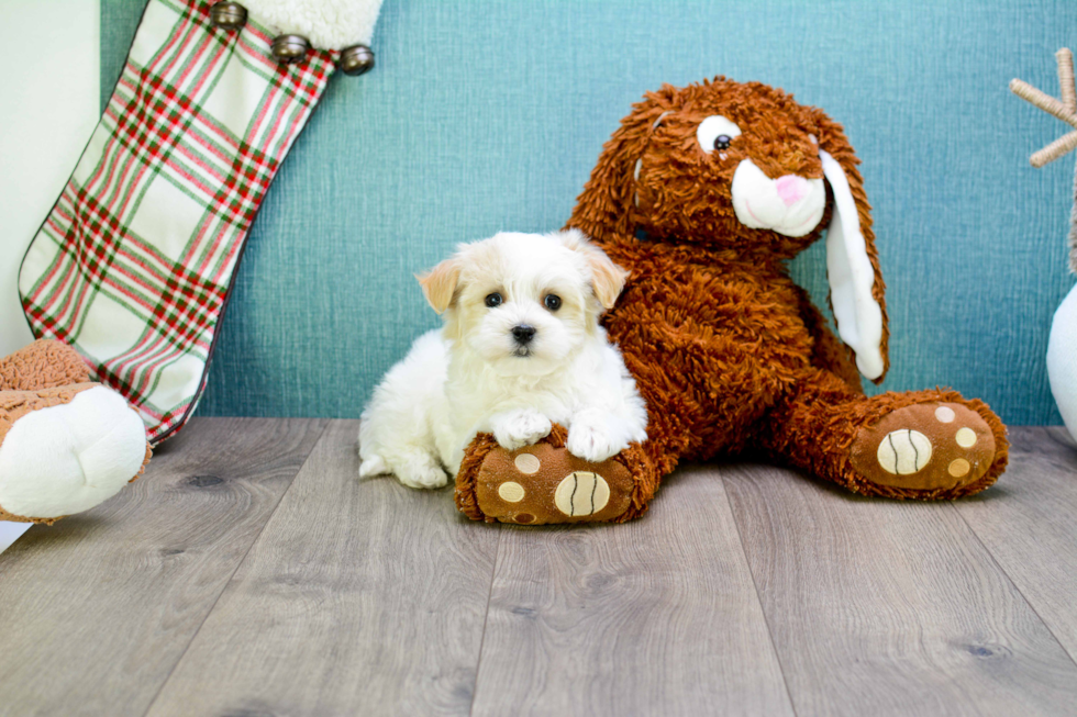 Maltipoo Pup Being Cute